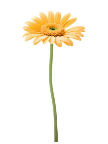 flowers png,yellow gerbera,calenduleae,calendula,gerbera,yellow calendula flower,defense,helianthus,yellow chrysanthemum,asteraceae,gerbera flower,small sun flower,calendula flower,cleanup,rudbeckia,xerochrysum bracteatumm,calendula suffruticosa,calendula officinalis,yellow flower,korean chrysanthemum,Art,Artistic Painting,Artistic Painting 28