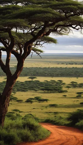 Write a romantic novel set against the backdrop of Kenya's stunning Maasai Mara reserve.,tsavo,east africa,serengeti,africa,samburu,arid landscape,adansonia,arid land,kenya africa,namibia,shrubland,ar