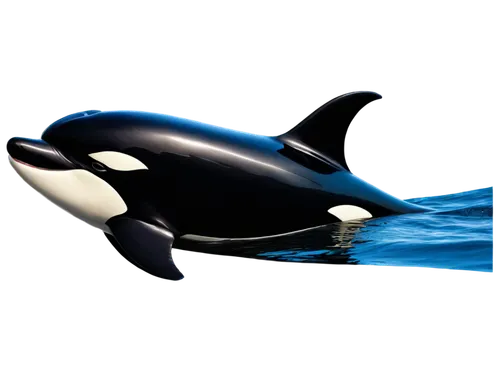 northern whale dolphin,orca,killer whale,cetacean,striped dolphin,pilot whale,marine mammal,short-finned pilot whale,wholphin,white-beaked dolphin,spinner dolphin,delfin,aquatic mammal,dolphinarium,cetacea,baby whale,tursiops truncatus,dolphin,whale,oceanic dolphins,Illustration,Abstract Fantasy,Abstract Fantasy 12