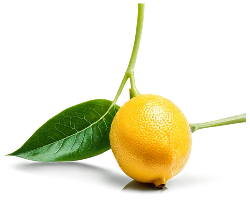 Yellow lemon, solo, bright citrus color, vibrant glossy skin, leafy green stem, round shape, slight wrinkles, morning dew, soft natural lighting, 3/4 composition, shallow depth of field, warm color to