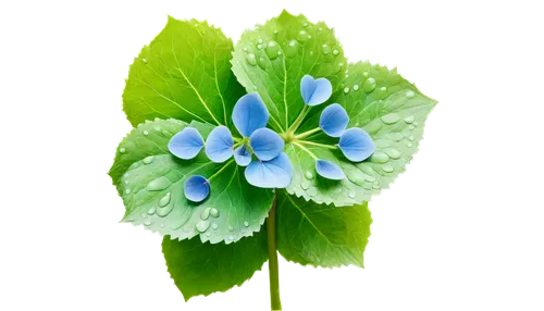 Big hydrangea flower, blue petals, delicate edges, round shape, lush green leaves, stem with water drops, morning dew, soft natural light, macro shot, 1/2 composition, shallow depth of field, vibrant 