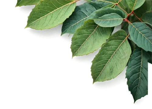 Vibrant foliage, autumn season, mixed green leaves, delicate branches, intricate veins, soft warm light, 3/4 composition, shallow depth of field, cinematic lighting, macro shot, realistic texture, det