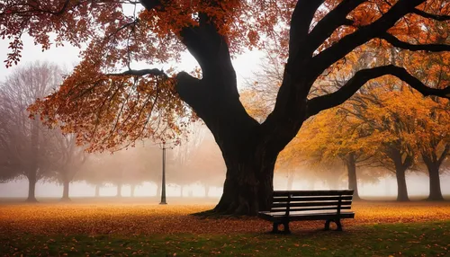 autumn fog,park bench,autumn background,autumn in the park,autumn scenery,autumn park,bench,red bench,autumn tree,wooden bench,autumn idyll,benches,man on a bench,autumn morning,outdoor bench,the autumn,lonely chestnut,one autumn afternoon,autumn landscape,autumn day,Photography,Documentary Photography,Documentary Photography 17