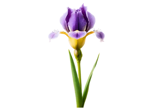 flowers png,tulipan violet,turkestan tulip,violet tulip,tulipa,tulip background,crown chakra flower,tulip,saffron crocus,crocuss,purple crocus,flower background,crocus,iris,two-tone flower,spring crocus,irises,tulip flowers,iris japonica,two tulips,Photography,Artistic Photography,Artistic Photography 14