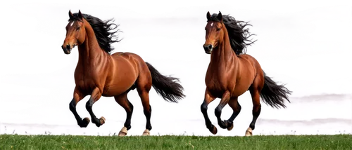 broodmare,arabians,arabian horses,saddlebred,derivable,quarterhorses,gallop,racehorses,equine,arabian horse,horses,broodmares,galop,equidae,equines,racehorse,warmbloods,beautiful horses,galloped,istabraq,Illustration,Children,Children 03