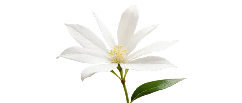 white flower,delicate white flower,white blossom,white cosmos,white lily,white flower cherry,flowers png,wood daisy background,star magnolia,white petals,cherokee rose,white floral background,flower wallpaper,flower background,minimalist flowers,starflower,star of bethlehem,white daisies,white passion flower,white plumeria,Illustration,Paper based,Paper Based 20