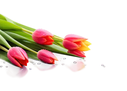 tulip background,flowers png,flower background,flower wallpaper,tulip flowers,pink tulips,flower illustrative,spring leaf background,spring background,floral digital background,two tulips,splendor of flowers,tulips,beautiful flowers,tulp,beautiful flower,phool,pink tulip,floral background,flower design,Conceptual Art,Fantasy,Fantasy 17