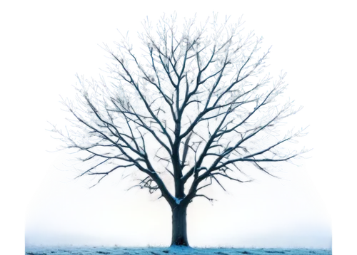 winter tree,snow tree,snowy tree,birch tree background,isolated tree,winter background,seasonal tree,treemsnow,tree white,lone tree,bare tree,celtic tree,hoarfrost,albero,arbre,deciduous tree,magic tree,snowflake background,ornamental tree,tree thoughtless,Illustration,Japanese style,Japanese Style 21