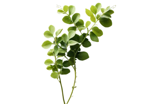 Green vines, curled tendrils, leafy details, climbing upwards, thick stems, natural texture, soft focus, warm lighting, 3/4 composition, shallow depth of field, cinematic color tone, realistic renderi