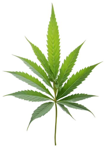 huana,green leaf,cannabidiol,mape leaf,leaf background,custody leaf,spring leaf background,tropical leaf,green wallpaper,green plant,pokok,crop plant,jungle leaf,fern leaf,endocannabinoid,green energy,palm leaf,cannabidio,leafed,tree leaf,Conceptual Art,Daily,Daily 30