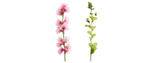 flowers png,minimalist flowers,illustration of the flowers,autumnalis,gladiolus,floral digital background,centaurium,flower illustration,gaura,tulipa,bookmark with flowers,lathyrus sativus,flower strips,pink floral background,pink lisianthus,tulip background,floral mockup,two tulips,pink tulip,flower background,Photography,Fashion Photography,Fashion Photography 10