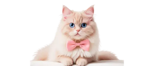 british longhair cat,himalayan persian,pink cat,cat on a blue background,cute cat,cartoon cat,kittenish,siberian cat,transparent background,birman,doll cat,cat vector,whiskas,cat look,blue eyes cat,cat with blue eyes,vintage cat,ragdoll,pink bow,kittu,Conceptual Art,Oil color,Oil Color 08