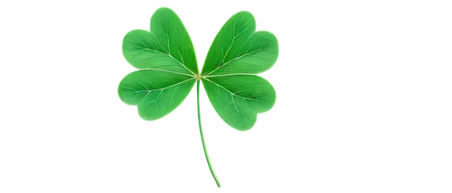 4-leaf clover,five-leaf clover,4 leaf clover,four-leaf clover,medium clover,a four leaf clover,four leaf clover,three leaf clover,shamrock,clover leaves,long ahriger clover,lucky clover,clovers,symbol of good luck,redwood sorrel,wood-sorrel,patrol,narrow clover,shamrocks,shamrock balloon,Illustration,Abstract Fantasy,Abstract Fantasy 16