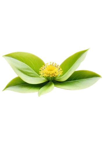 morinda citrifolia,ylang-ylang,flowers png,naturopathy,bay-leaf,bay leaf,curry leaves,tea flowers,homeopathically,lemon myrtle,ceylon tea,lemon flower,aromatic plant,darjeeling tea,safflower,jojoba oil,morinda,cherry laurel,ayurveda,limonana,Illustration,Vector,Vector 04