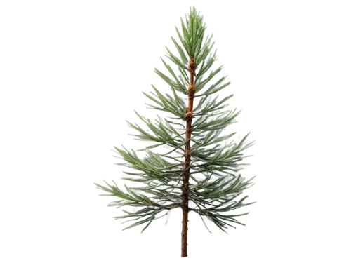 nordmann fir,fir tree decorations,fir branch,fir tree,bierenbaum,fir needles,spruce tree,tannenbaum,kerschbaum,norfolk island pine,evergreen trees,fir branches,christmas pine,fir-tree branches,pine tree,cupressaceae,blue spruce,picea,gruenbaum,chile fir,Photography,Fashion Photography,Fashion Photography 21