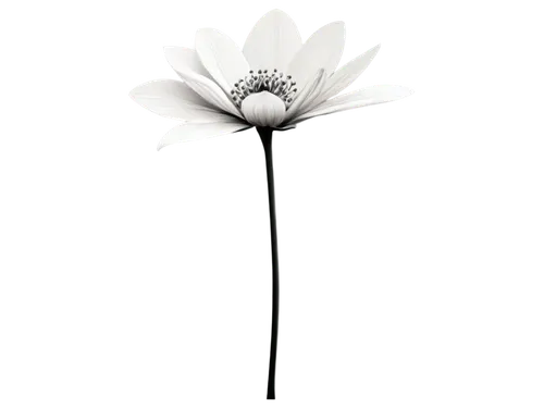 minimalist flowers,flowers png,leucanthemum,ox-eye daisy,flannel flower,artificial flower,marguerite daisy,decorative flower,flower illustrative,two-tone flower,ikebana,oxeye daisy,south african daisy,echinacea purpurea 'white swan,single flower,windflower,leucanthemum maximum,african daisy,osteospermum,retro flower silhouette,Illustration,Realistic Fantasy,Realistic Fantasy 06