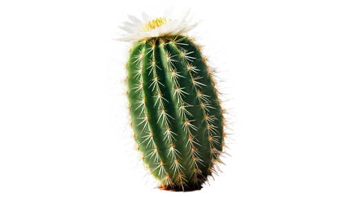 cactus digital background,cactus,prickliest,prickly,cereus,echinopsis,silversword,cacti,ferocactus,prickly flower,cactus line art,prickling,organ pipe cactus,sclerocactus,asparagaceae,prickle,tularosa,prickles,cactus flower,capitata,Photography,Documentary Photography,Documentary Photography 19