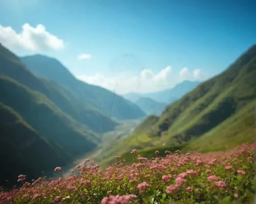 the valley of flowers,mountain flowers,bernese highlands,mountain flower,the transfagarasan,nepal,alpine flowers,transfagarasan,flower field,tianchi,peru,field of flowers,bernese oberland,mountain pasture,artvin,mountain meadow,alpine landscape,ha giang,anana mountains,mountainous landscape