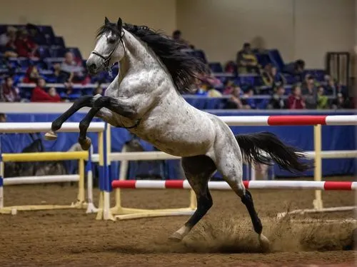 A wild horse takes part in a hurdle competition at sports game center ,pony mare galloping,arabian horse,equitation,equestrian vaulting,quarterhorse,endurance riding,albino horse,andalusians,horsemans