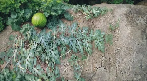 giant granadilla,fruits plants,mangifera,cucumber  gourd  and melon family,pointed gourd,cucumis,feijoa,solanum melongena,earth fruit,fruit bush,pome fruit,garden plant,bottle gourd,the fruit,ripening