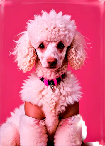 bichon,pink background,barkdoll,huichon,chihuahua poodle mix,marmie,poodle,shih poo,pink bow,ruffly,puppini,cute puppy,female dog,toy dog,dolly,pinkola,bright pink,shih tzu,puppyish,pinky,Illustration,Vector,Vector 17