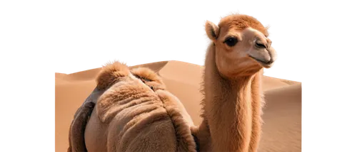 male camel,arabian camel,dromedaries,dromedary,camelid,two-humped camel,bactrian camel,camel,camels,bazlama,camel joe,vicuna,shadow camel,vicuña,ostrich,camelride,merzouga,zagora,llamas,accipitriformes,Illustration,Children,Children 06