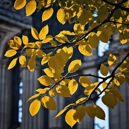 an enormous rose with yellow and red flowers,yellow leaves,gold leaves,ginkgos,gingko,yellow leaf,laburnum