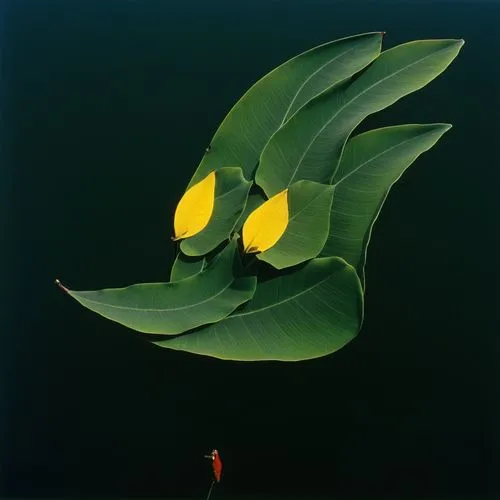 masdevallia,ikebana,keeffe,narciso,nuphar lutea,lemon flower,Photography,Documentary Photography,Documentary Photography 15