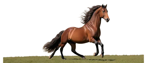 broodmare,standardbred,quarterhorse,aqha,saddlebred,belgian horse,arabian horse,horse breeding,frankel,kauto,thoroughbred arabian,lonhro,racehorse,lusitano,wagiman,istabraq,dubawi,quarterhorses,caballus,equato,Illustration,Black and White,Black and White 23