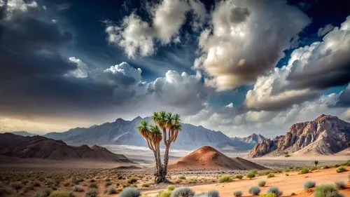 desert desert landscape,desert landscape,mojave desert,capture desert,joshua trees,arid landscape