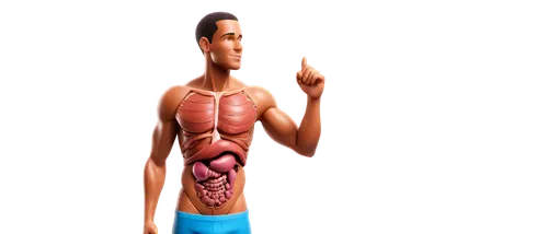 Digestive system illustration, human anatomy, internal organs, 3D visual, detailed texture, realistic shading, male body, muscular torso, transparent skin, esophagus, stomach, small intestine, liver, 