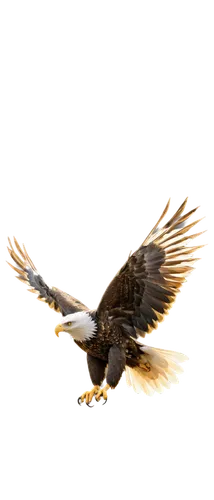 eagle vector,aguila,rapace,eagle,of prey eagle,eagle drawing,african fishing eagle,steppe eagle,flying hawk,eagle illustration,african eagle,golden eagle,mongolian eagle,fish eagle,eagels,soar,finagle,changeable hawk-eagle,sea eagle,bird flying,Illustration,Paper based,Paper Based 29