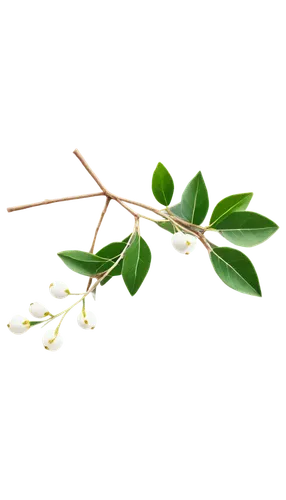 jasminum sambac,mistletoe berries,curry leaves,jasminum,geraniaceae,common jasmin,bay leaf,syzygium aromaticum,oleaceae,syzygium malaccense,syzygium,amelanchier lamarckii,morinda citrifolia,cherry laurel,cape honeysuckle,acianthera,crape jasmine,bay-leaf,abelia,ylang-ylang,Art,Artistic Painting,Artistic Painting 30