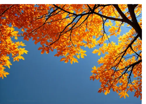 autumn background,autumn tree,deciduous trees,fall foliage,deciduous tree,autumnal leaves,sky of autumn,deciduous,autumn foliage,autumn frame,maple foliage,colored leaves,autumn trees,maple tree,autumn icon,leaf background,fall leaves,autumn sky,colors of autumn,tree leaves,Art,Artistic Painting,Artistic Painting 06