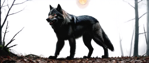 blackwolf,wolfen,howling wolf,black shepherd,hellhound,european wolf,werwolf,loup,wolfdog,gray wolf,wolfsangel,graywolf,werewolve,lycanthropy,lycanthrope,aleu,wolfsfeld,lycan,wolf,kelpie,Illustration,Paper based,Paper Based 10