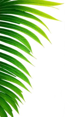 Palm tree, solo, tropical, green leaves, curved trunk, slender branches, morning dew, soft sunlight filtering through leaves, 3/4 composition, shallow depth of field, warm color tone, cinematic lighti