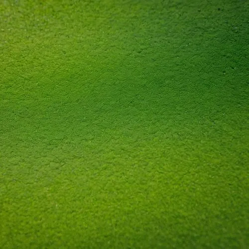 duckweed,green wallpaper,microalgae,azolla,intensely green hornbeam wallpaper,chlorophyll,Photography,General,Natural