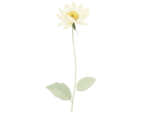 anemone sylvestris,anemone japonica,flowers png,minimalist flowers,lotus png,dahlia white-green,white dahlia,lotus ffflower,wood anemone,lesser celandine,korean chrysanthemum,tall cinquefoil,yellow anemone,the white chrysanthemum,turkestan tulip,chrysanthemum cherry,japanese anemone,single flower,bush anemone,white chrysanthemum,Illustration,Japanese style,Japanese Style 08