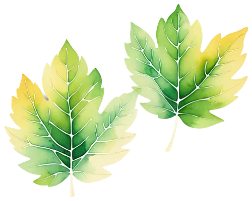 watercolor leaves,spring leaf background,leaf background,leaf icons,leaf drawing,watercolour leaf,oak leaves,glitter leaves,watercolor leaf,tree leaves,foliage leaves,colored leaves,chestnut leaves,beech leaves,walnut leaf,gum leaves,maple leaves,water-leaf family,leaf fern,maple foliage,Illustration,Japanese style,Japanese Style 06