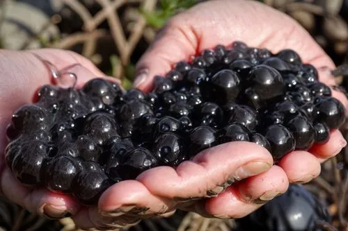 black currants,blackcurrants,black berries,elderberries,blackberries,elderberry,anthocyanins,anthocyanin,variety of fruit,blackberrys,goose berries,huckleberries,crowberry,harvested fruit,ripening fru