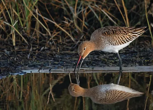 Black-tailed Godwit and its reflection, Spain  - 860-285357,black-tailed godwit,black tailed godwit,small wading birds,doñana national park,marsh bird,wading bird,pintail,red-backed sandpiper,shorebir