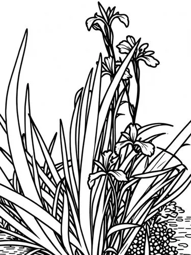 a black and white image of flowers on the beach,illustration of the flowers,botanical line art,tuberose,dactylorhiza,panicle,liatris spicata,Design Sketch,Design Sketch,Rough Outline