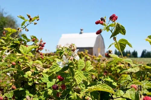 chokecherry,lingonberry,rose hip bush,lingonberry jam,rowanberries,red currants,native raspberry,rose hip plant,vaccinium myrtillus,rose-hip,garden currant,rose hip berries,west indian raspberry ,west indian raspberry,american pokeweed,figwort,redcurrants,wild shrub rose,currants,red currant