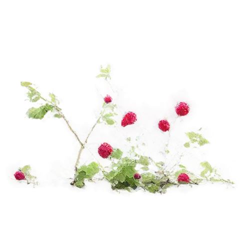 flowering currant,sundew,moss saxifrage,cherry branches,sundews,grass blossom,flowers png,currant decorative,cherry blossom branch,red currants,cherry branch,currant blossom,redcurrants,blooming grass,red currant,saxifrage,japanese carnation cherry,currant branch,bearberry,stylidium,Art,Classical Oil Painting,Classical Oil Painting 15