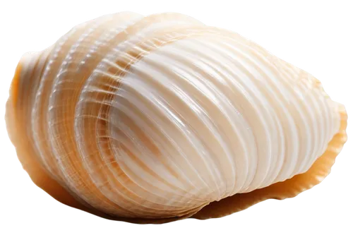 sfogliatelle,sea shell,spiny sea shell,scallop,clam shell,whelk,bivalve,shell,seashell,pearl onion,snail shell,clam,beach shell,shells,sea snail,baltic clam,marine gastropods,mollusk,mollusks,in shells,Photography,Documentary Photography,Documentary Photography 05