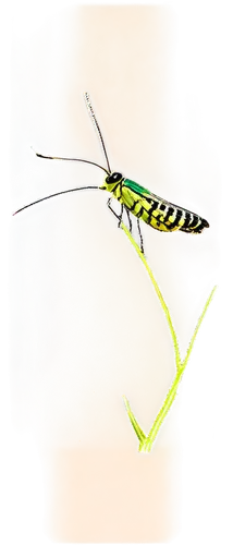 pseudagrion,longicornis,pellucid hawk moth,cosmopterix,ovipositor,glyphipterix,caudipteryx,odonata,butterflyer,forktail,desert locust,ichneumon,sphodromantis,platymantis,gescartera,miomantis,neuroptera,clearwing,yellow dragonfly,medium-sized wasp,Art,Artistic Painting,Artistic Painting 22