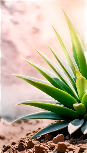 aloe vera,aloe,agave nectar,agave azul,agave,coral aloe,succulent plant,desert plant,yucca palm,bromelia,bromeliad,pineapple plant,beach grass,yucca,tropical leaf,cactus digital background,spring leaf background,tropical floral background,monocotyledon,coconut leaf,Photography,Fashion Photography,Fashion Photography 02