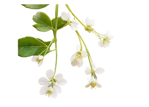 Delicate small white flowers, hanging downwards, petals soft as silk, gentle curves, subtle sparkle, morning dew, thin stems, green leaves, natural lighting, shallow focus, warm color tone, 3/4 compos