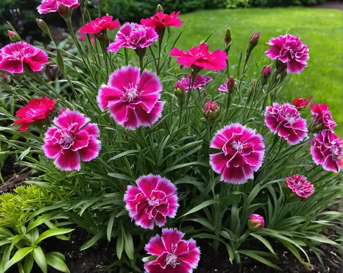 Describe the delicate petals and vibrant colors of dianthus barbatus in a peaceful garden.,dianthus barbatus,dianthus pavonius,dianthus,dianthus caryophyllus,sweet william,pink flowers,spring carnatio