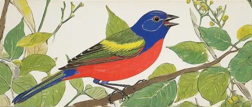 Male Painted Bunting Singing in a Bush,painted bunting,flower and bird illustration,bird illustration,tropical bird climber,rosella,bird painting,edward lear,an ornamental bird,lazuli bunting,javan tr